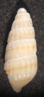 Odostomella bicincta